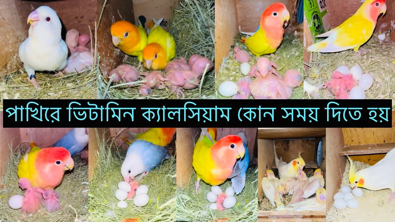 পাখিরে কোন সময় ভিটামিন ক্যালসিয়াম দিতে হয় | পাখির জন্য বেস্ট বিডিং কোস | birds breeding course 
