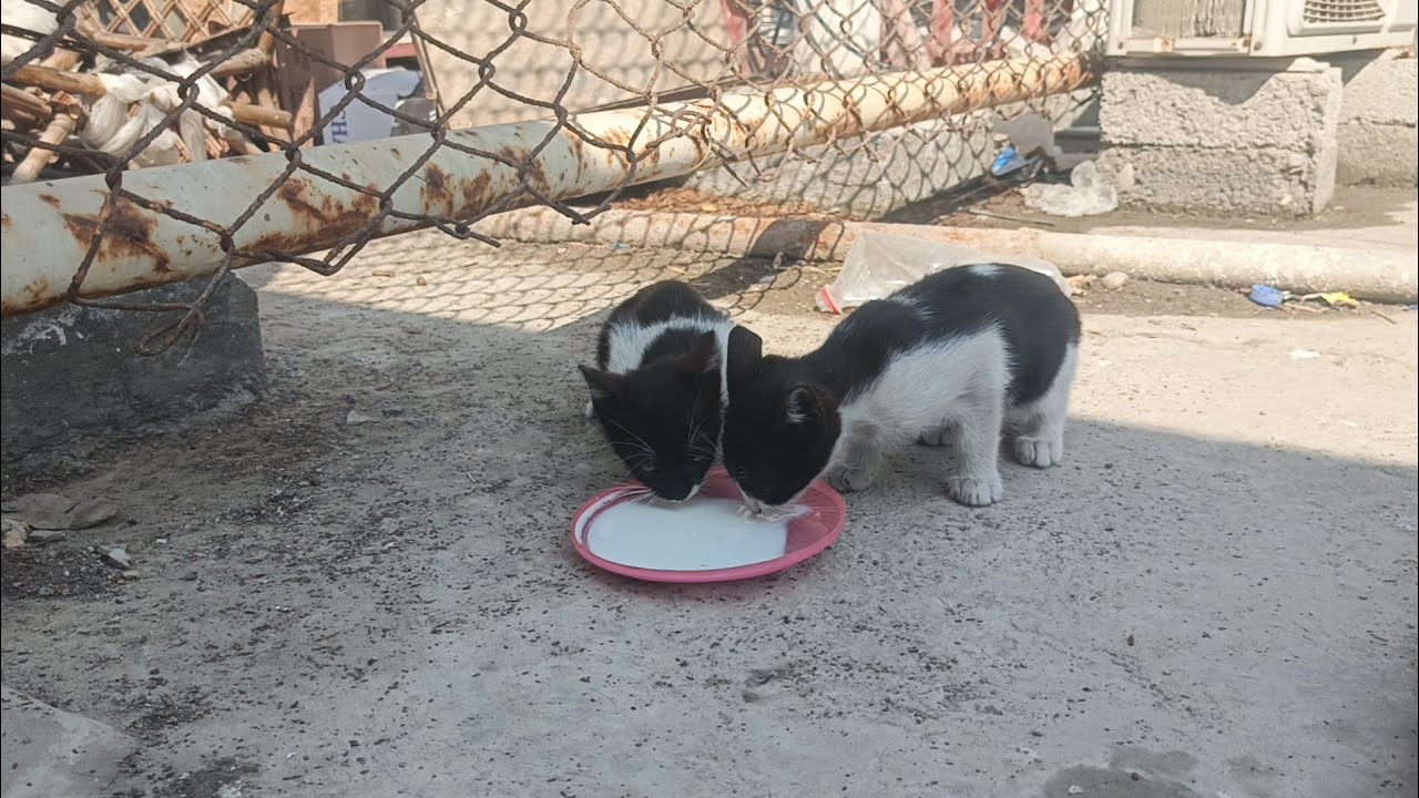 cute cat live feeding 