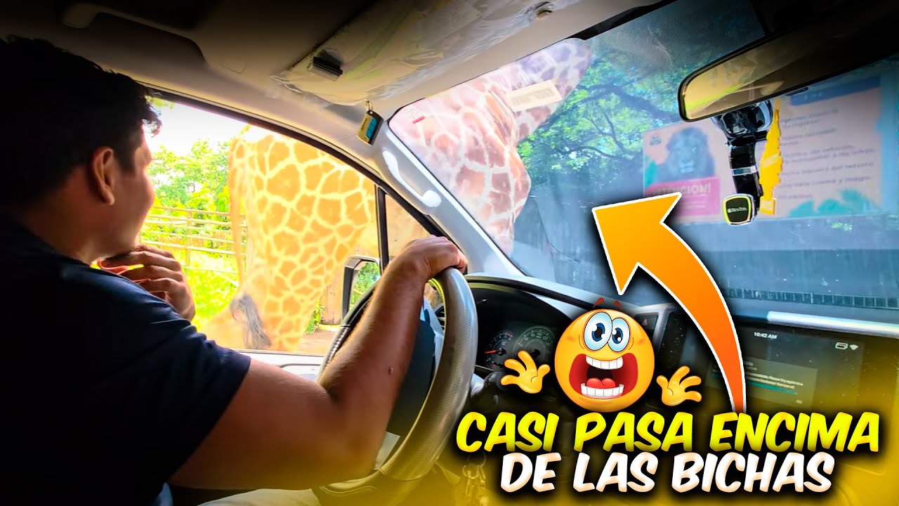 Las Bichas se afligieron al ver a esta jirafa casi encima de ellas