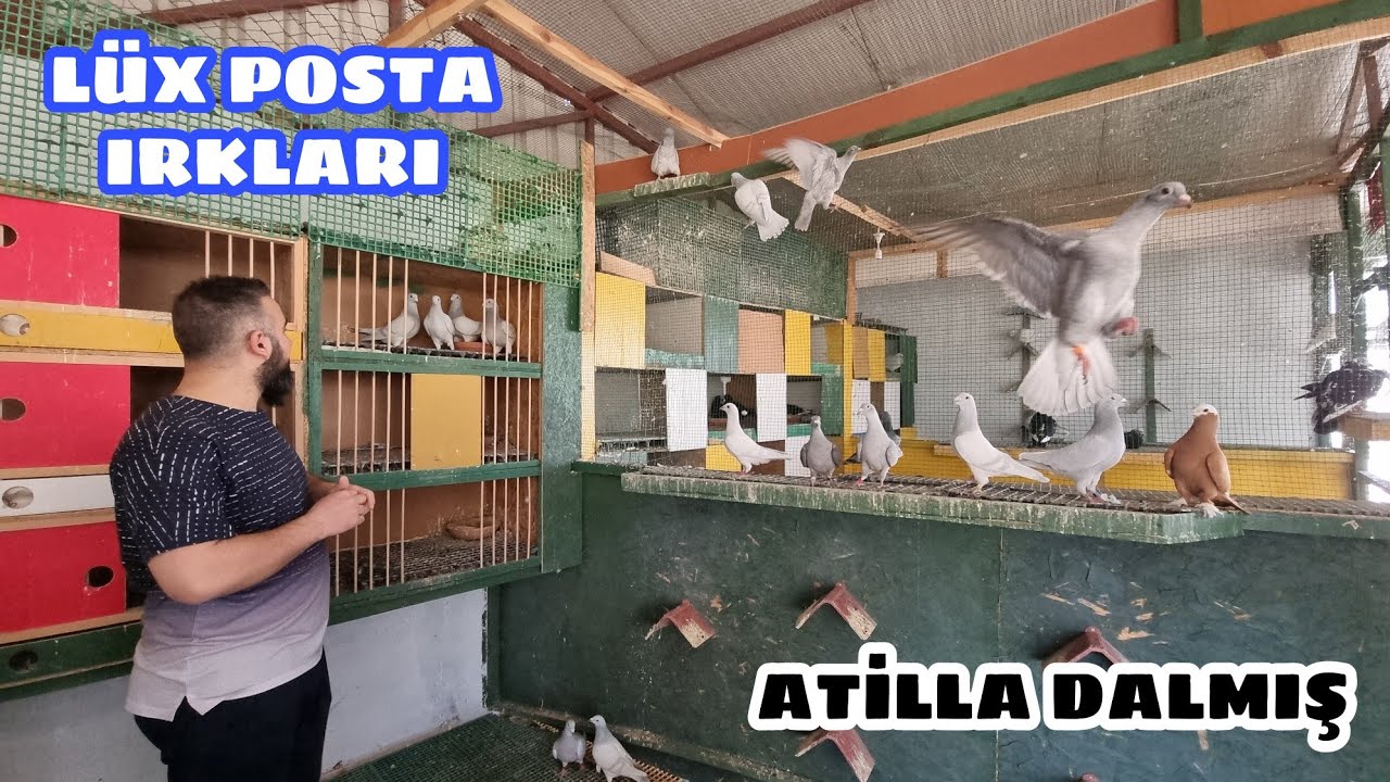 ATİLLA DALMIŞ KÜMESLERİ ARDİOZA POSTA KEŞMİR POSTA İSPANYOL İSPİR POSTA VE JUMBO KANAT POSTALAR
