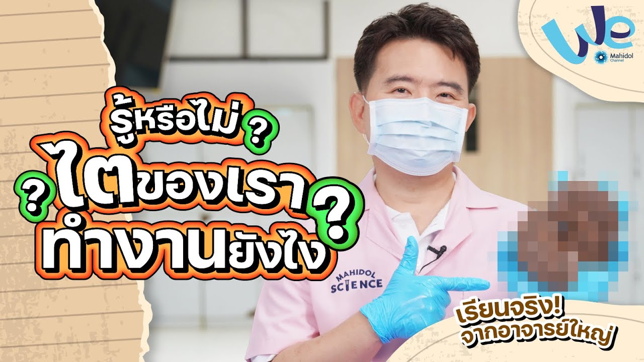 ห้องเรียน Anatomy : รู้หรือไม่ ไตของเราทำงานยังไง | We Mahidol