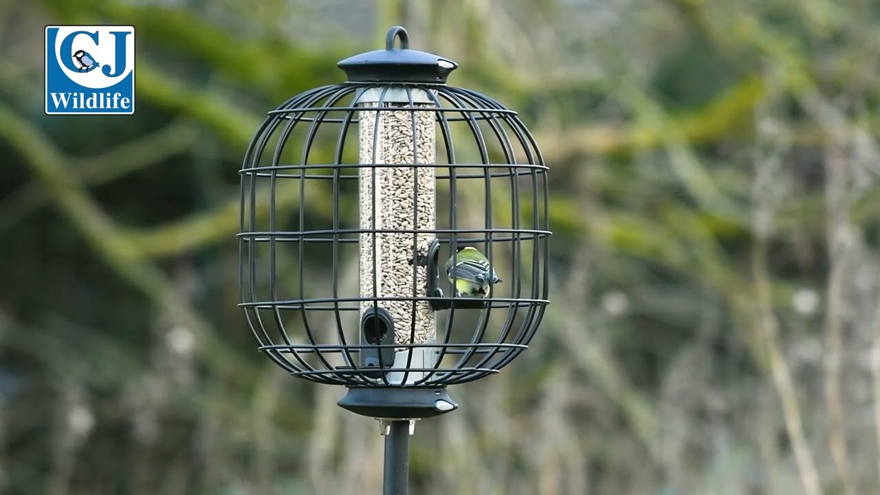 3 Port Apollo Bird Feeder With Guardian Pack