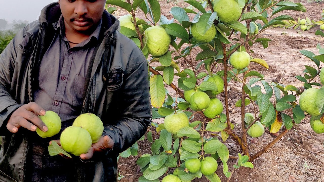 Taiwan Guava Fruit Harvesting | Taiwan Guava Farming | Taiwan Guava Cultivation | Yield of Guava