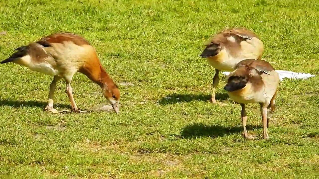 Watch This Egyptian Goose Family Communicate – It’s Remarkable !!