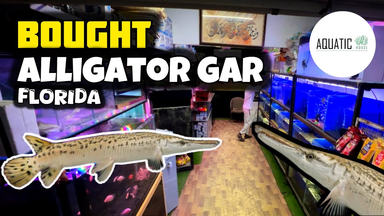 Bought Florida Alligator Gar Fish From Aquatic House - Imran's World