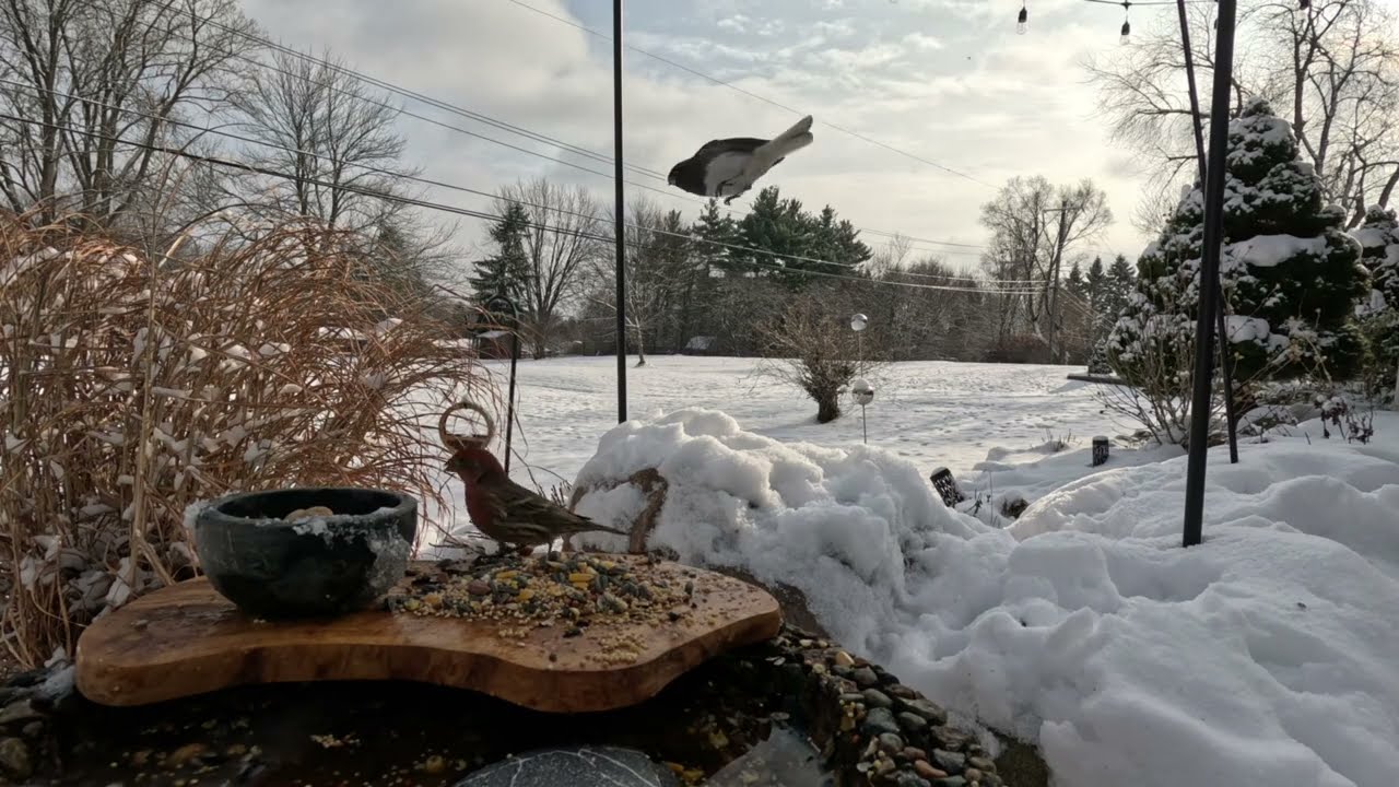 ❄️Snow Birds 🐦