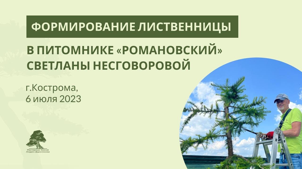 Формирование лиственницы в питомнике 
