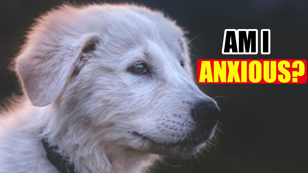 How to help your dog cope with unsettling anxious situations