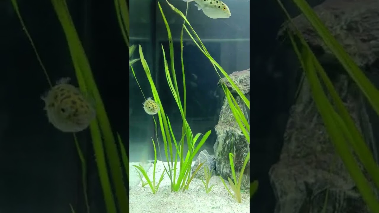 Plants in brackish water?!?!