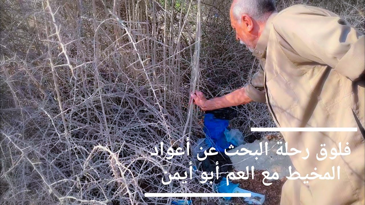 أفضل شجرة لصناعة عيدان المخيط الدبق،البمبر، هي شجرة العوسج#صنع أعواد مخيط جديدة بالعسل ودبس العنب