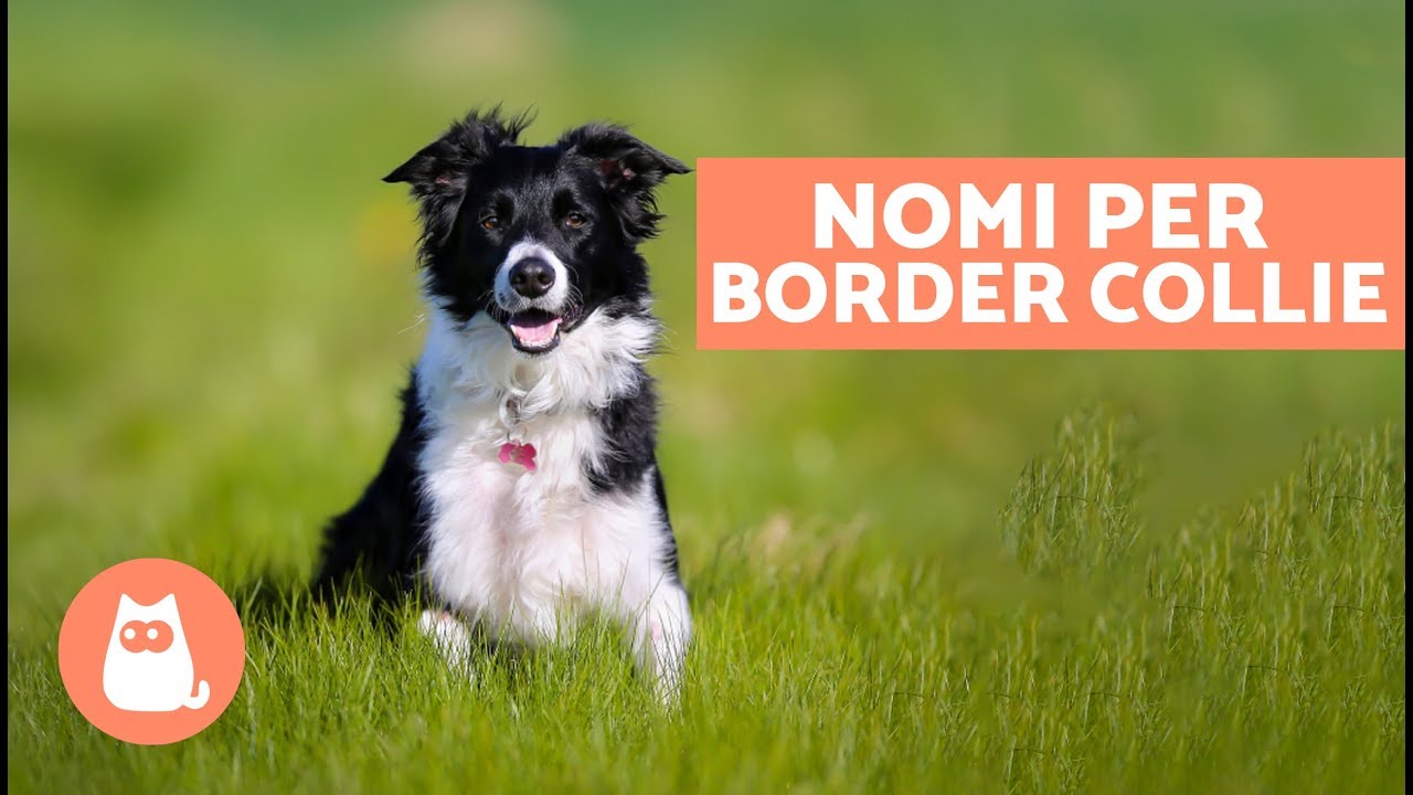 Nomi belli per cani - Nomi per cani Border Collie