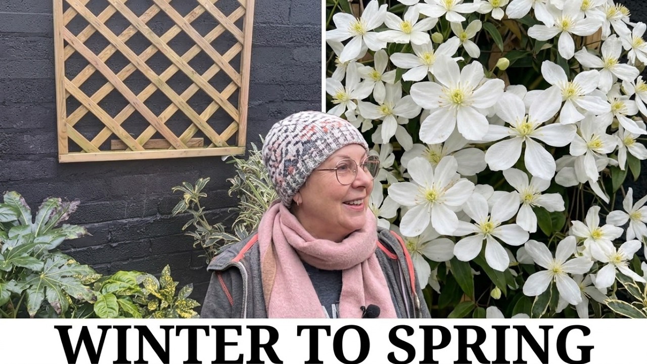 91. Planting Evergreen Clematis Armandii & Choosing Dahlias