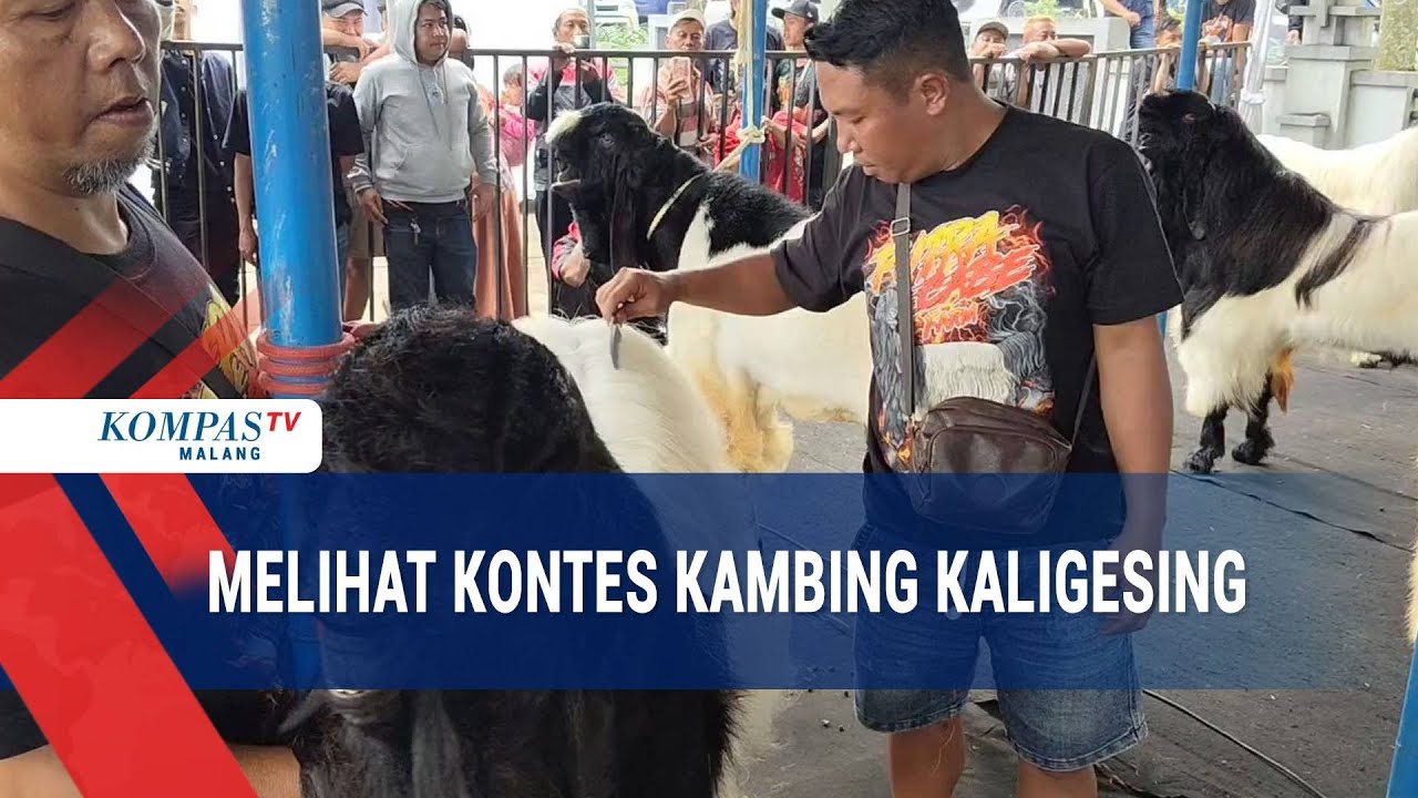 Kontes Kambing Ras Kaligesing, Harga Mencapai Ratusan Juta Rupiah!