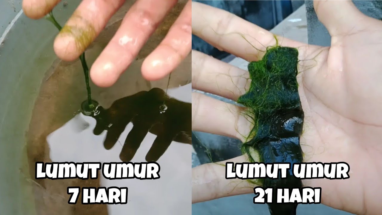 cara budidaya lumut sawah dirumah modal ember besar untuk mancing ikan nila , mujair dan belanak