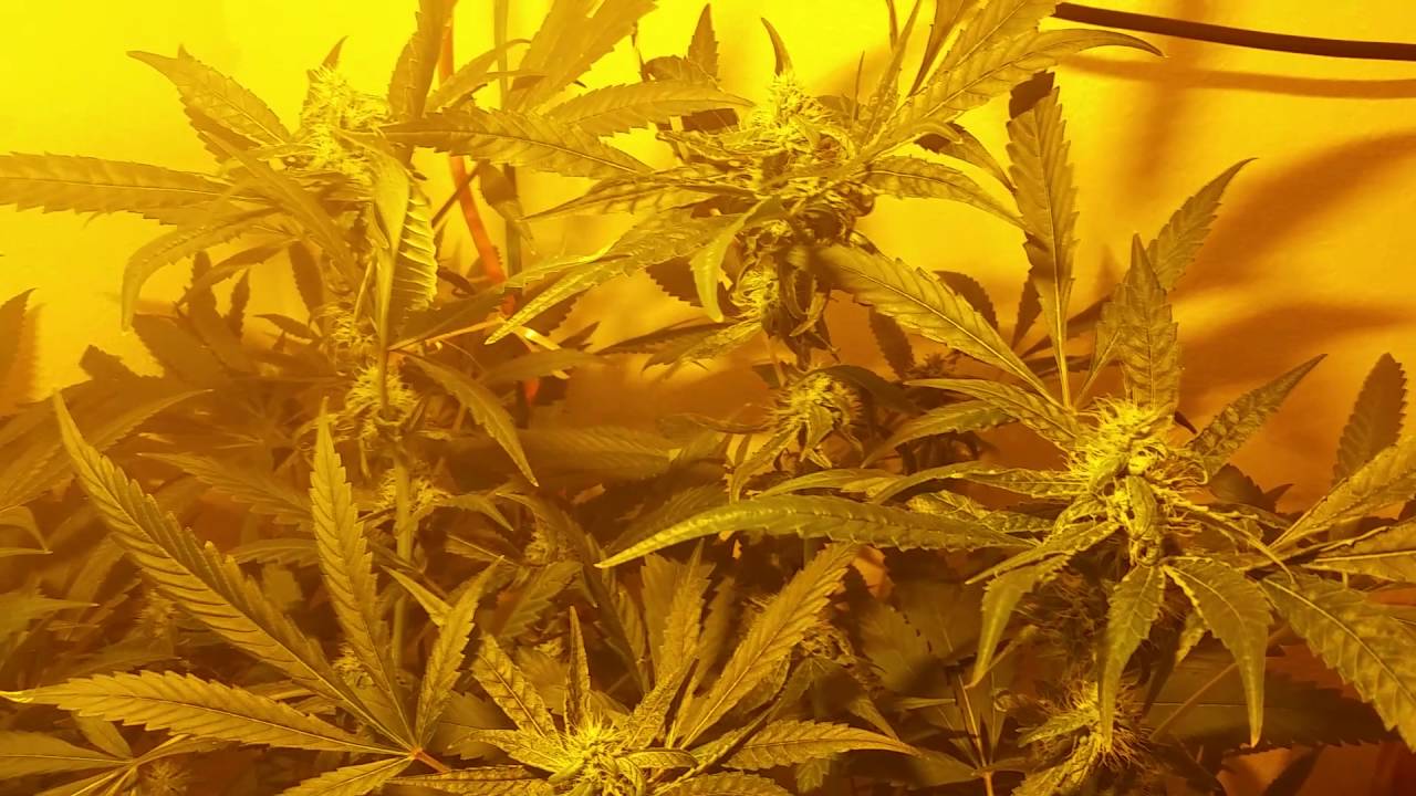 Indoor cannabis Weed grow flower week 3  250 watt HPS