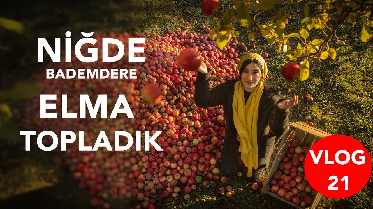 NİĞDE BADEMDERE DEMİRKAZIK ETEKLERİNDE ELMA TOPLADIK
