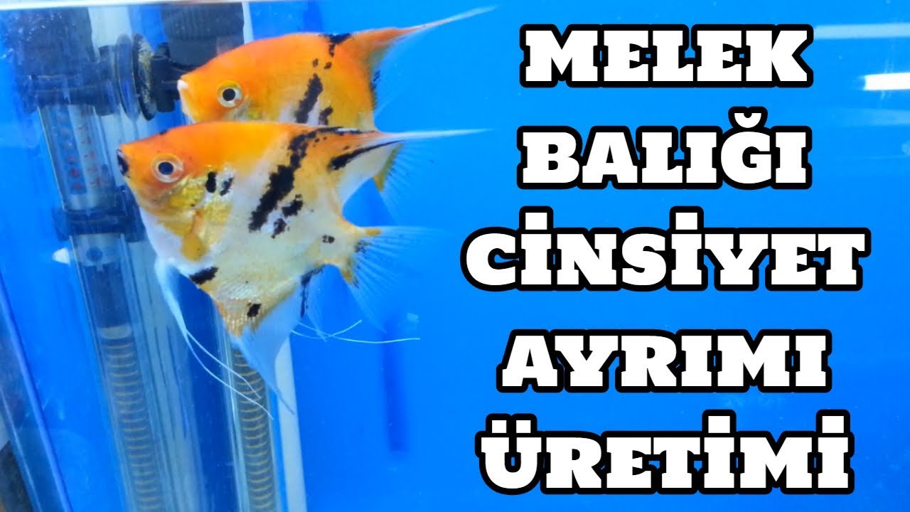 Melek Balığı Cinsiyet Ayrımı ve Üretimi