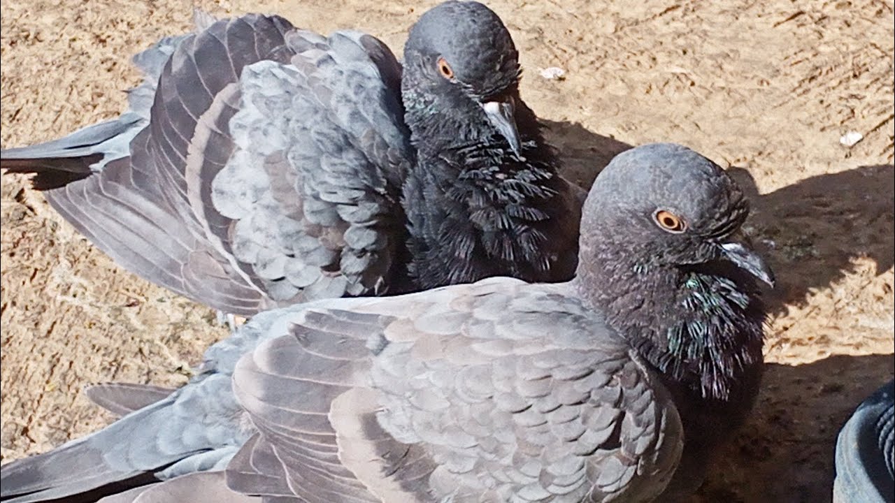 vlog Merpati peliharaan lagi mandi #burung #burungmerpati #merpati #merpatiku #merpatibalap #fyp