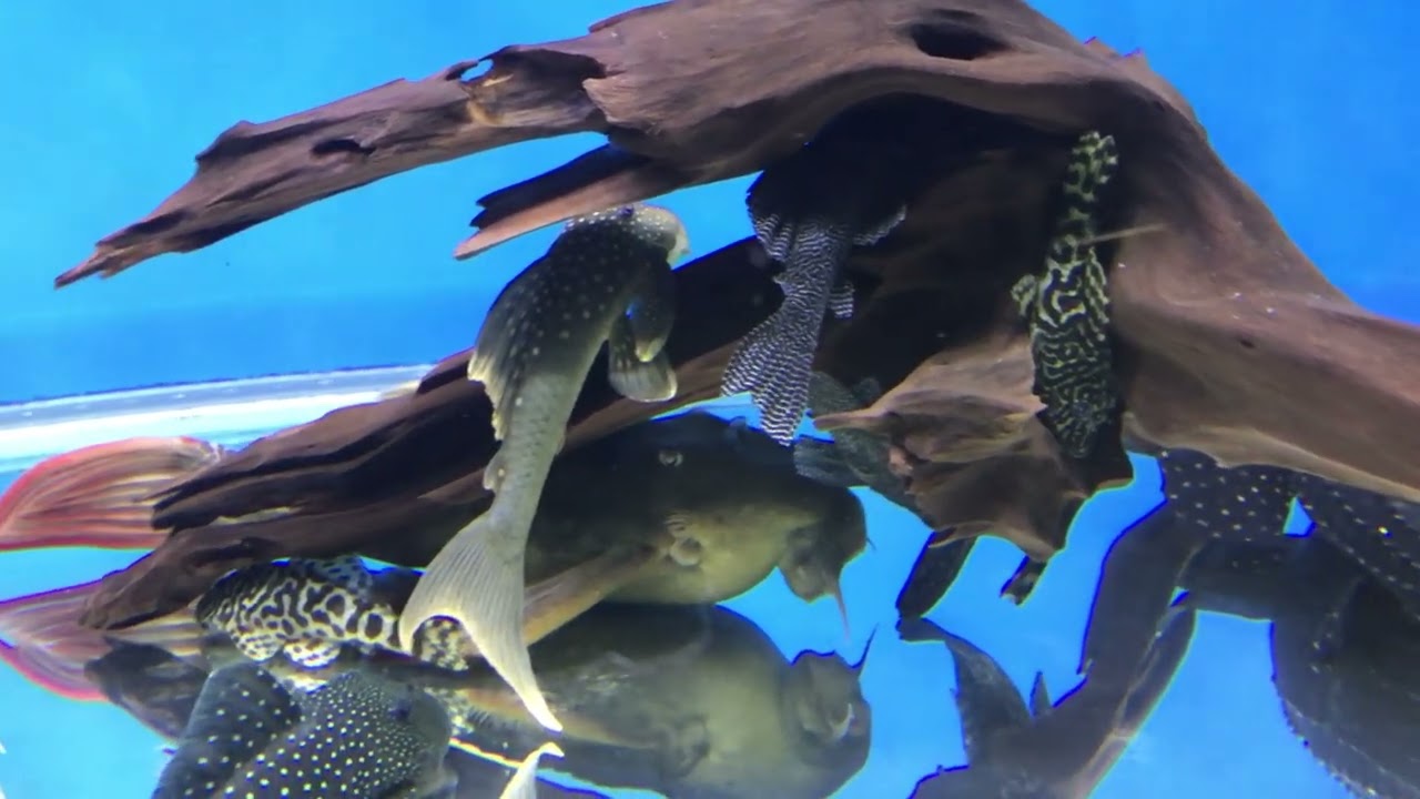 Pleco tank 異形缸2024/02/23