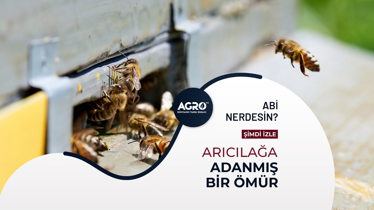 Yağmurlara Rağmen Arıların Hayatı! | Abi Nerdesin