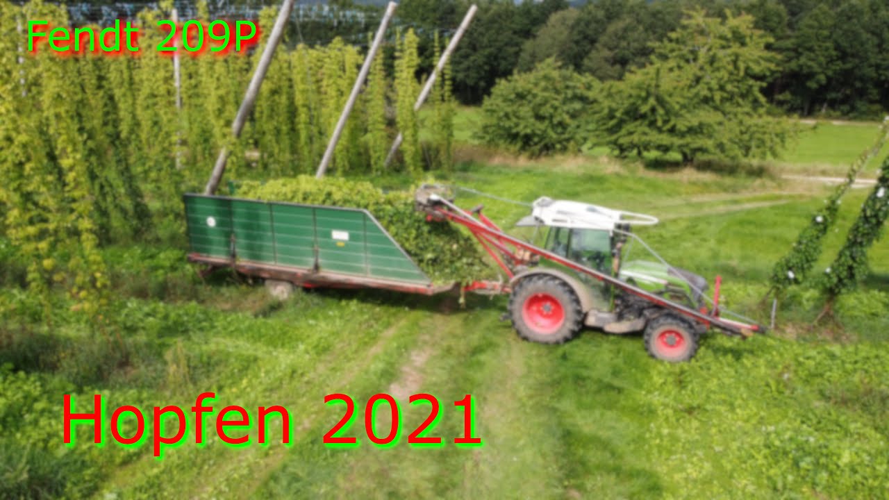 !!Hopfen Ernte!!||209P|Fendt|2021|FrankeAmFilmen||