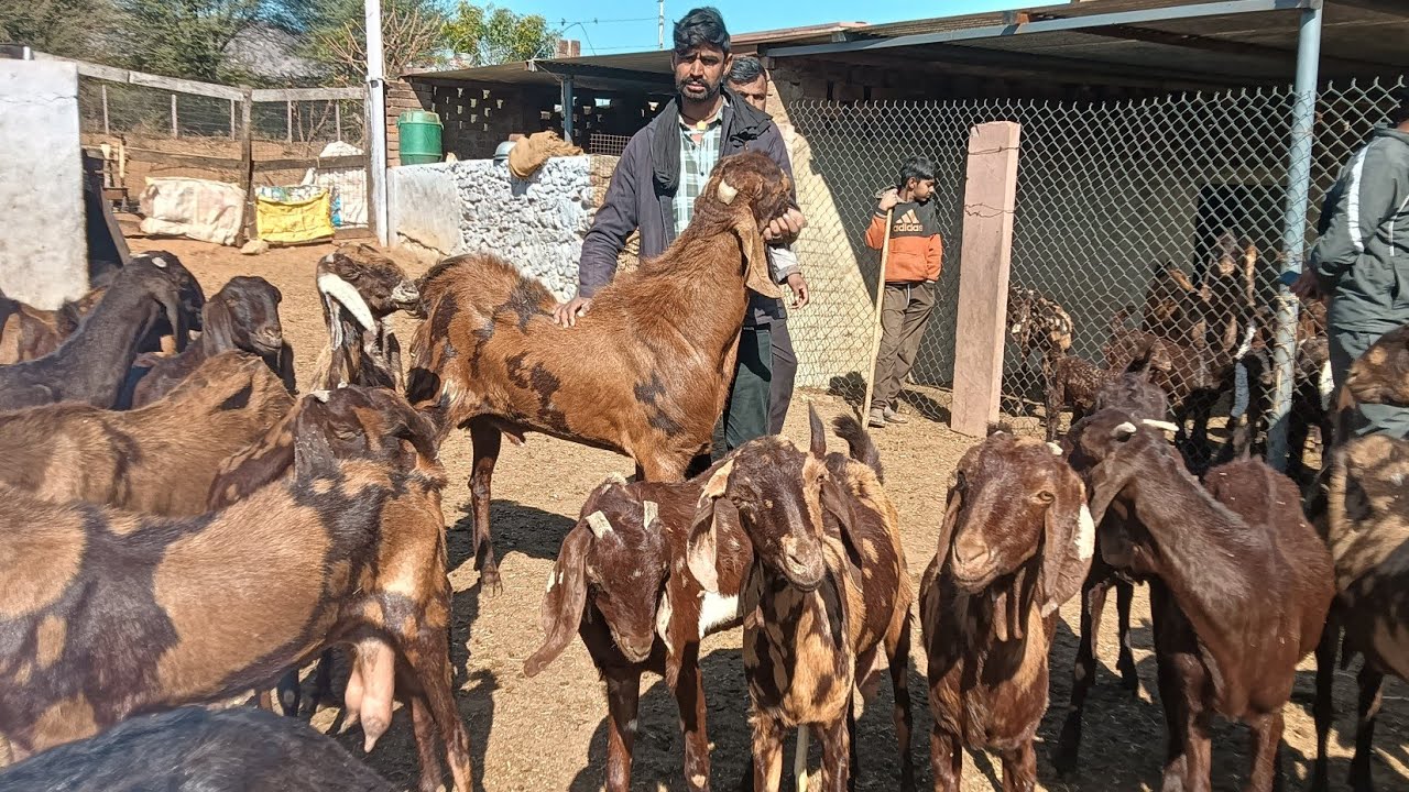 Ramnivas ke pass   Bakri ke sath mein bacche pregnant bakriyan free,6375130465