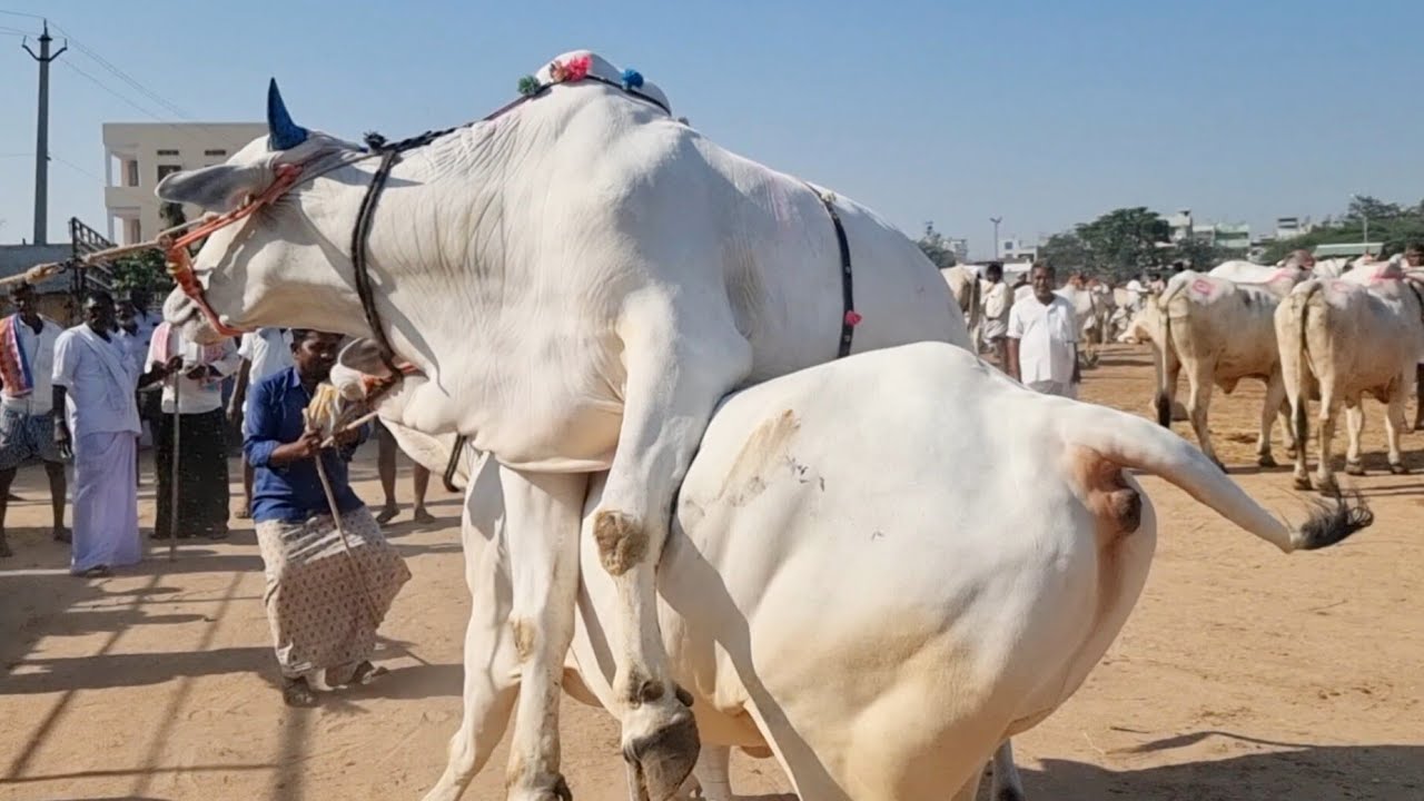 పెబ్బేరు సంతలో పెద్ద సైజు సేద్యపు ఎద్దులను కొనుగోలు చేసిన ప్రకాశం జిల్లా రైతులు-pebbair bulls market