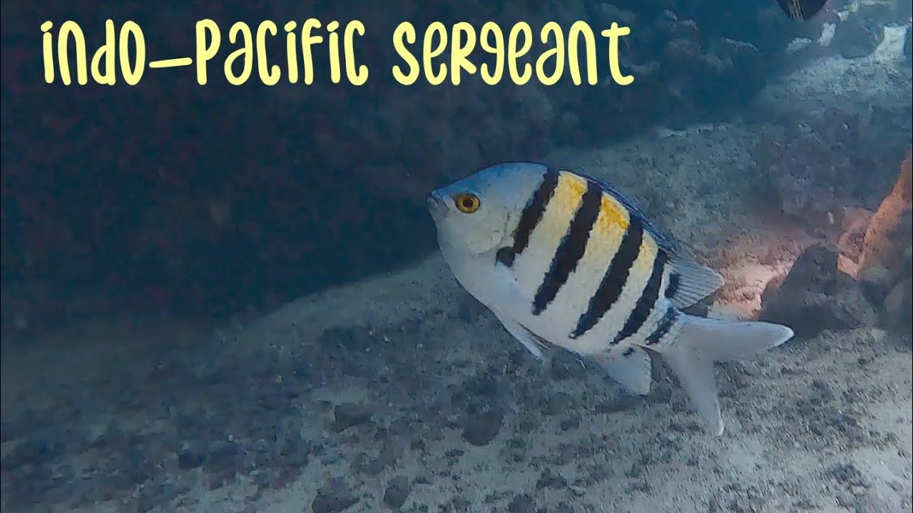 Dive at Fury-Shoal Shaab Claudio (Claudia) 2Jun25, 4K