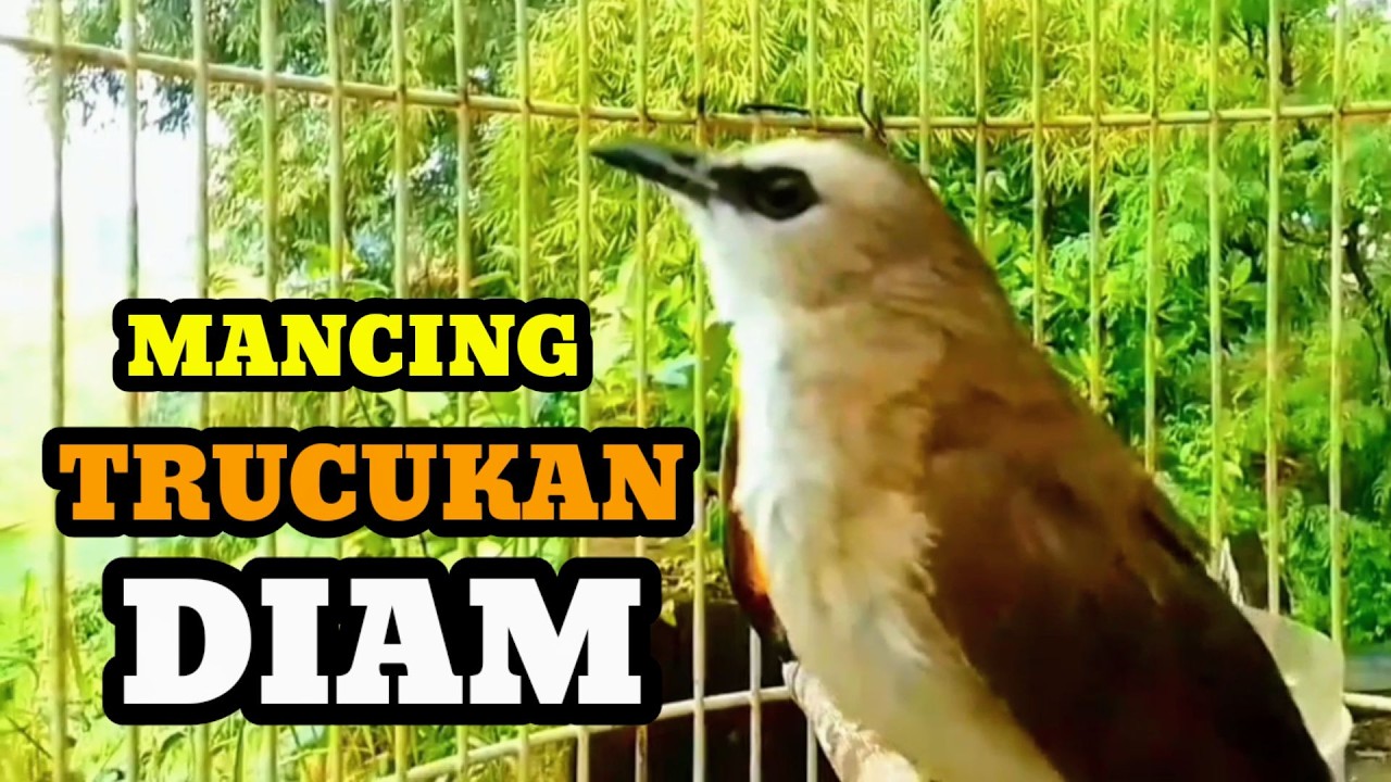 Suara burung trucukan gacor memanggil lawan Pancingan trucuk betina memanggil jantan agar bunyi