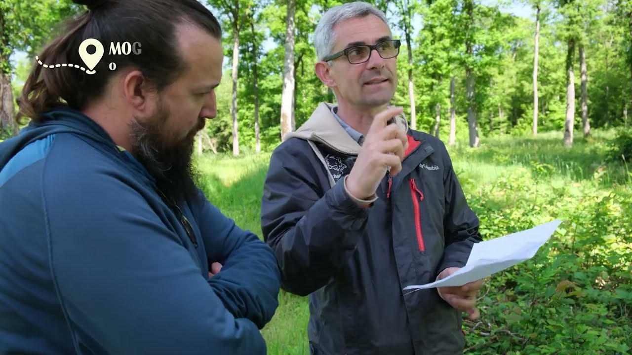 Le pygargue à queue blanche en Moselle