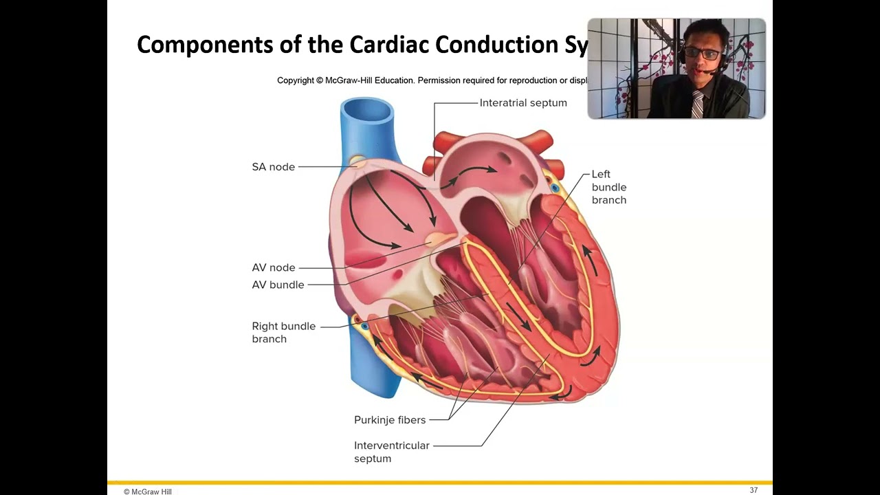 Ch 13 What is EKG