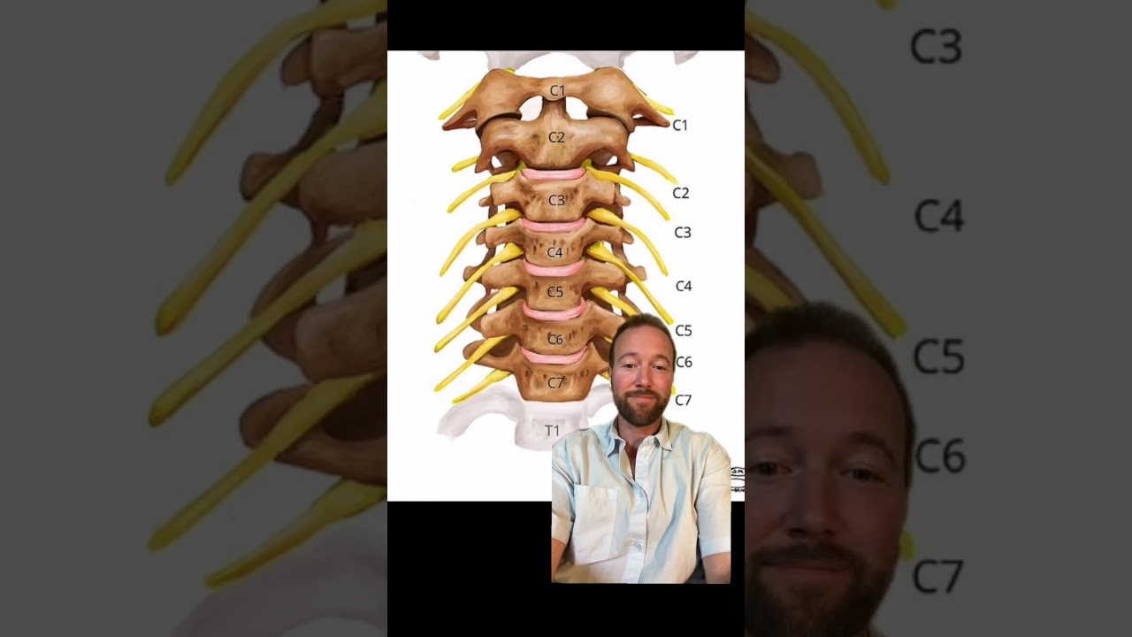 Breathing changes caused by atlas misalignment #UpperCervical #breathwork
