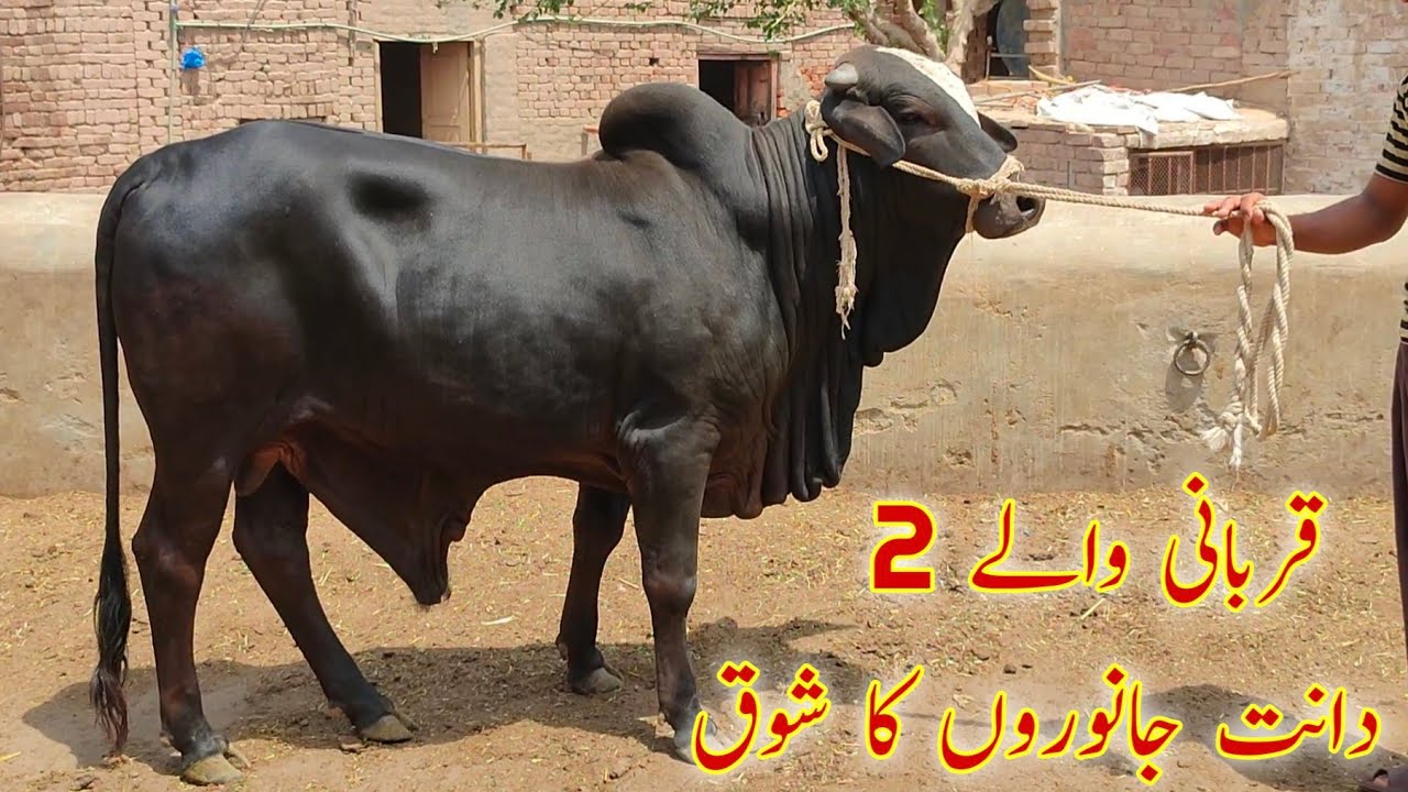 kubsuraat Qurbani walyy 2 dantt janwarow ka ShouQ