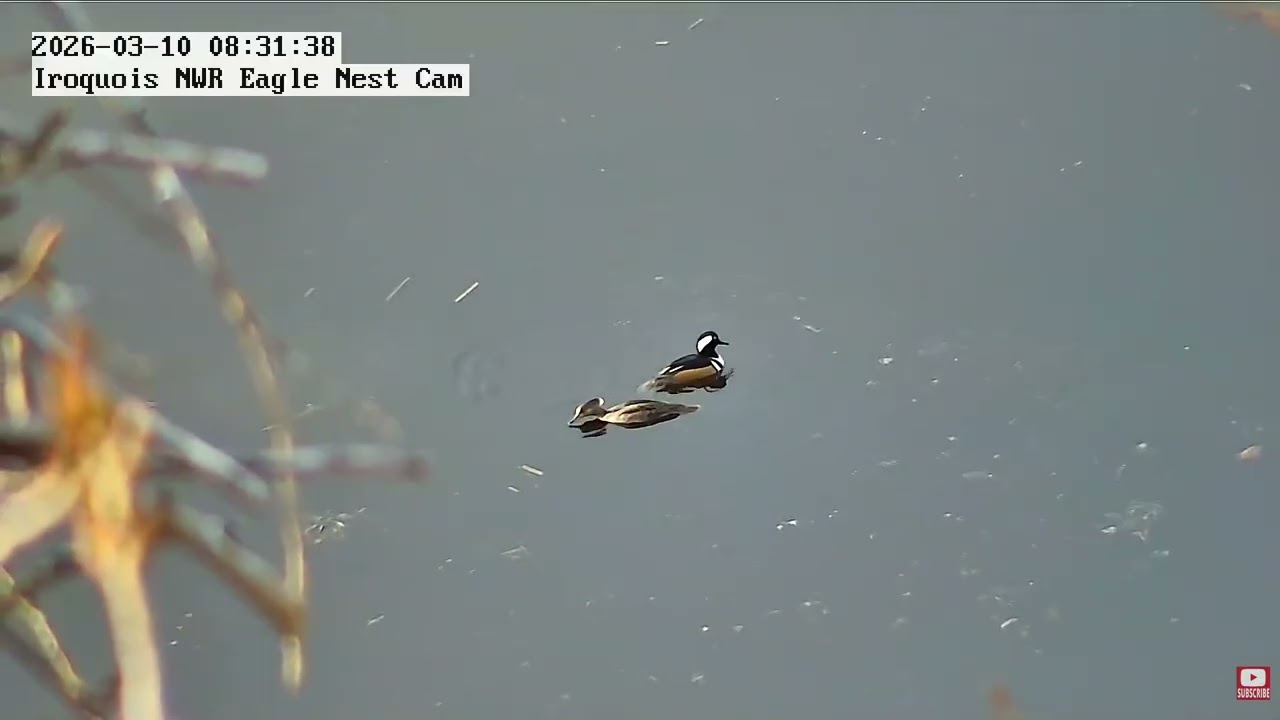 INWR-Cayuga marsh eagles and waterfowl 2026 03 10