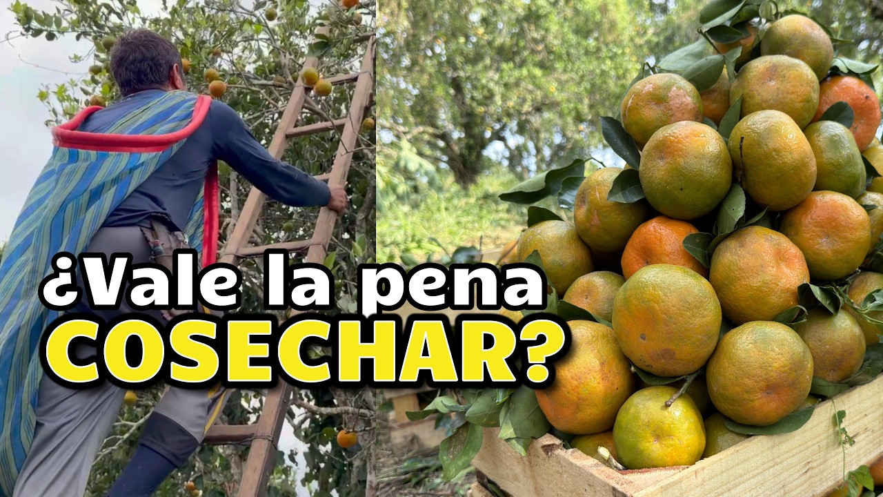 Así de difícil es cortar TANGERINAS | La realidad de la cosecha no todos aguantan