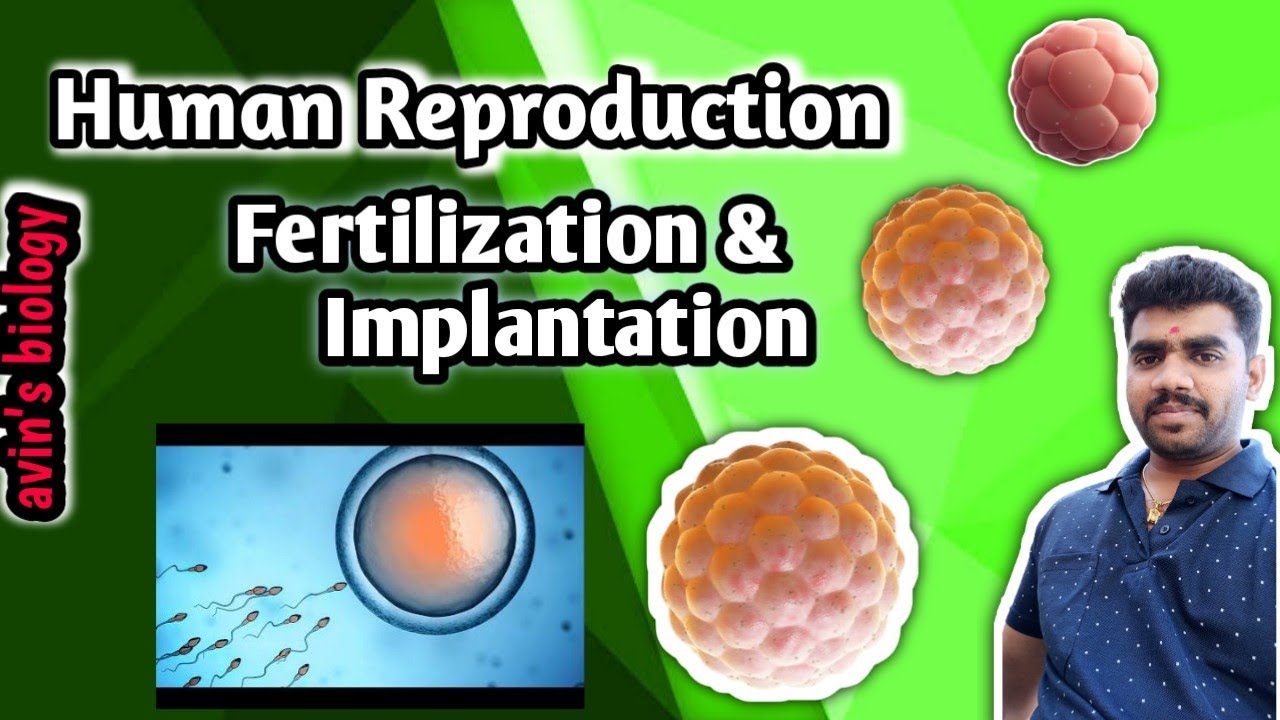 Fertilization and Implantation