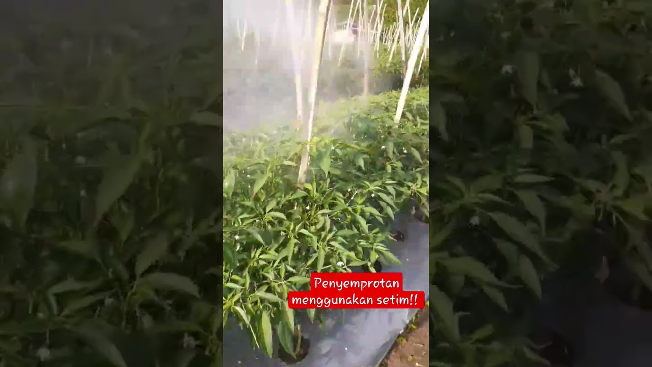 penyemprotan cabe menggunakan setim #shorts