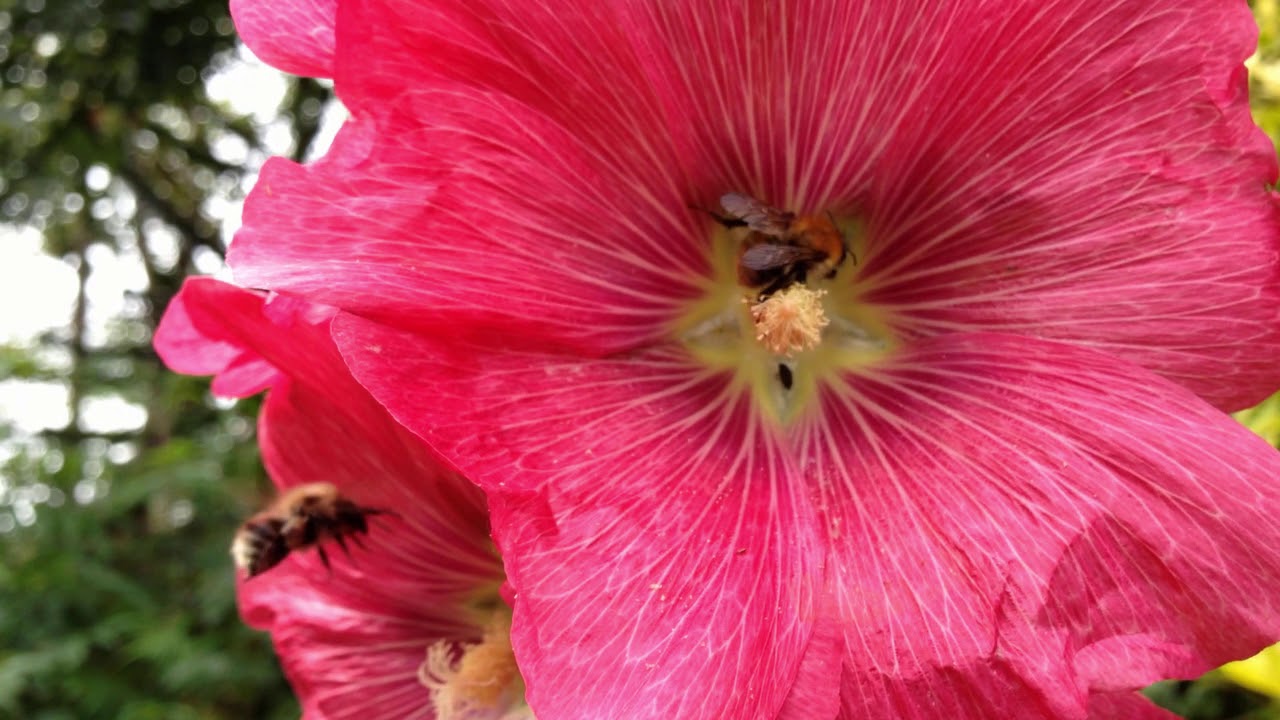 10 Perennials to Grow in a Hot Garden Border