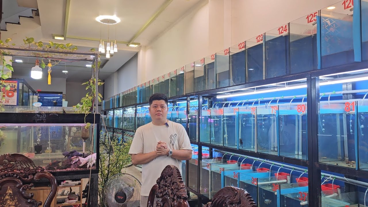 18-1 lên lô cá la hán kamfa f2 siêu đẹp siêu rẽ hổ trợ anh em tập chơi cá la hán kamfa f2 đẹp và rẽ