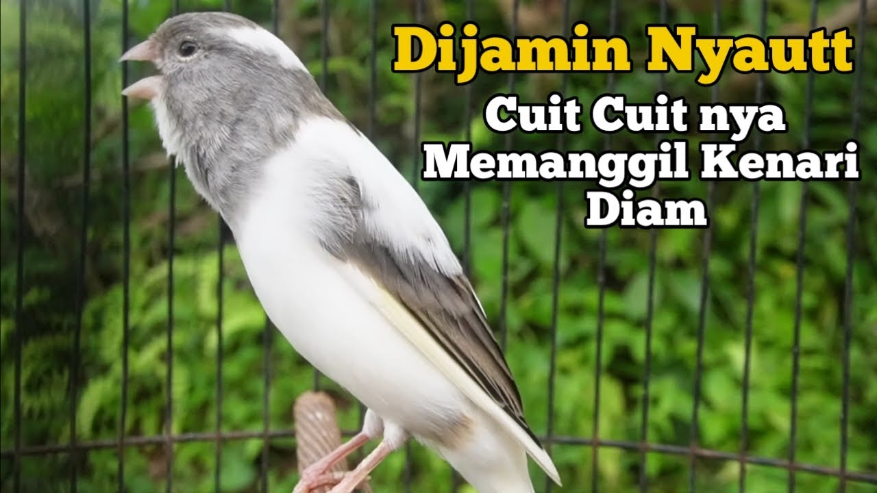Terapi gacorrr Cuit Cuit Bikin nyaut, Pancingan kenari paud belajar bunyi, Ampuh untuk kenari macet