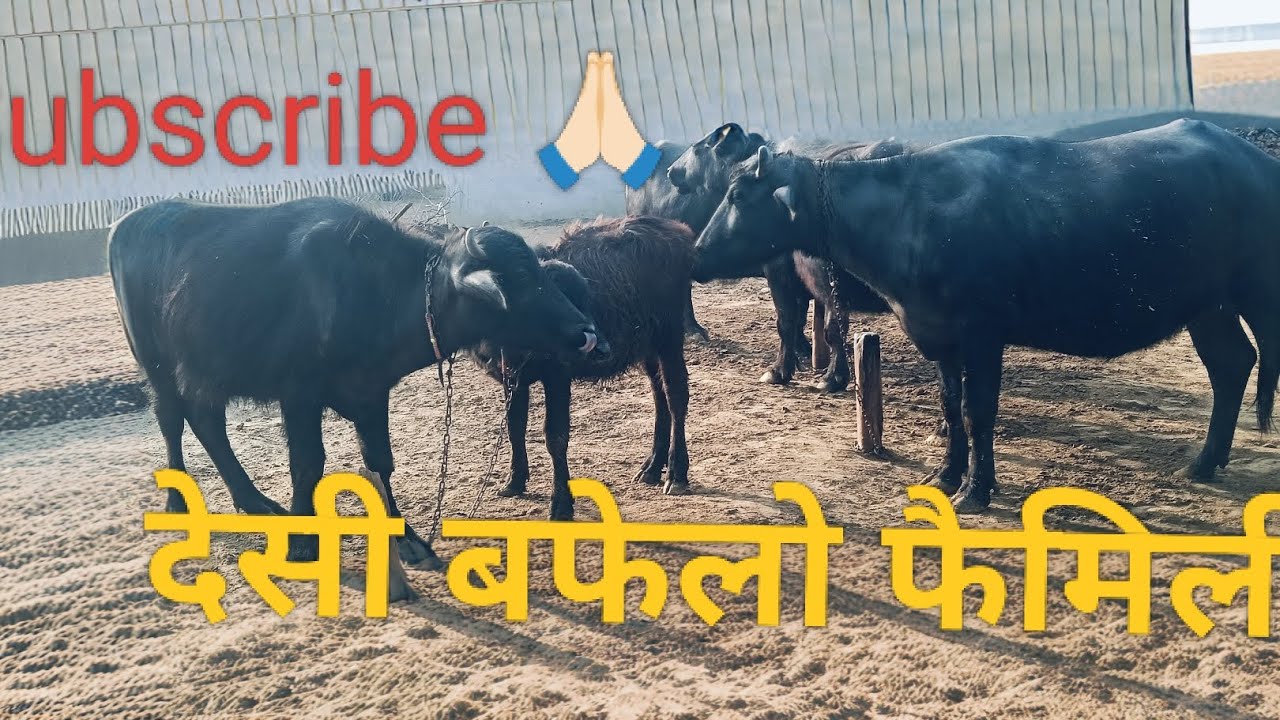 देसी बफेलो फैमिली मिनी बलोक || subscribe 🙏🏻, share, like 