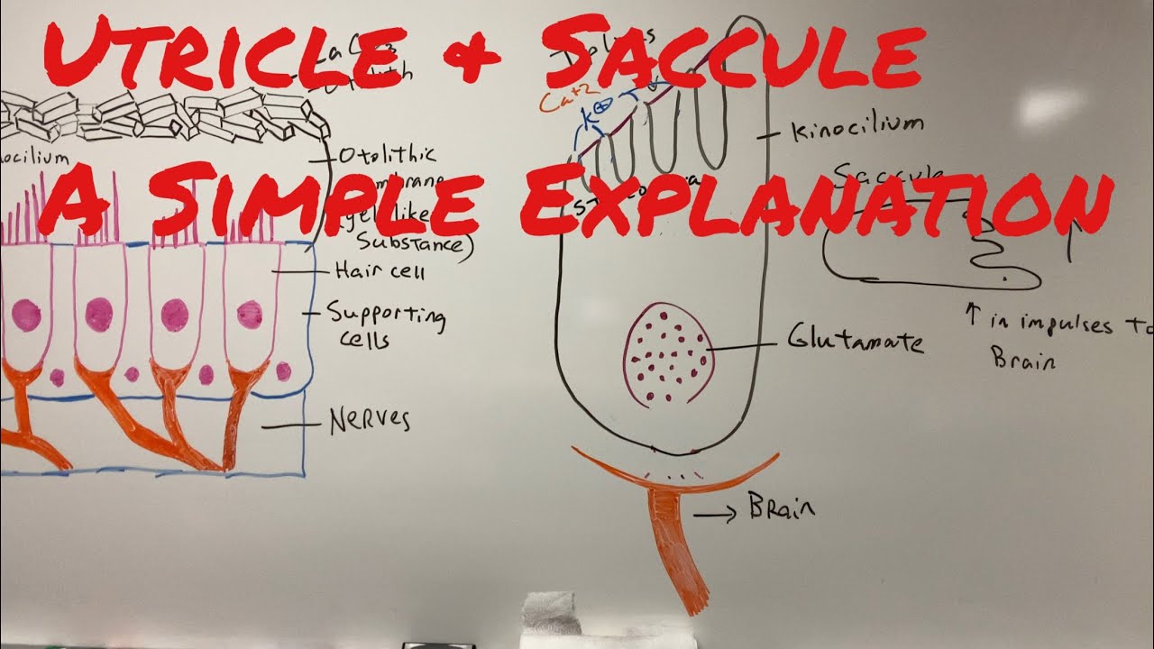 Utricle & Saccule a Simple Explanation of How We Sense Motion