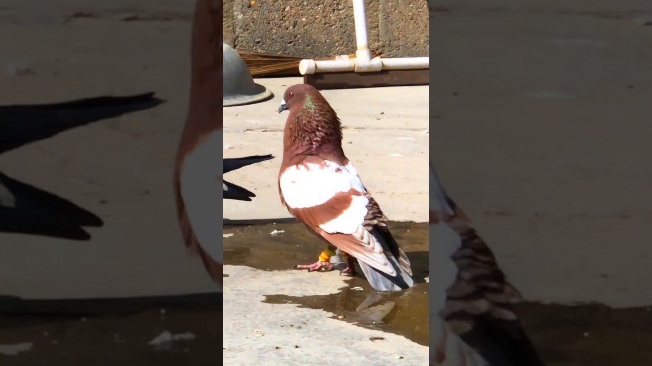 #kubutervideos #pigeon #kabootarba #kabutar #YouTube Short #love #fancyanimal#pigeon 🔥🔥😱😱😻