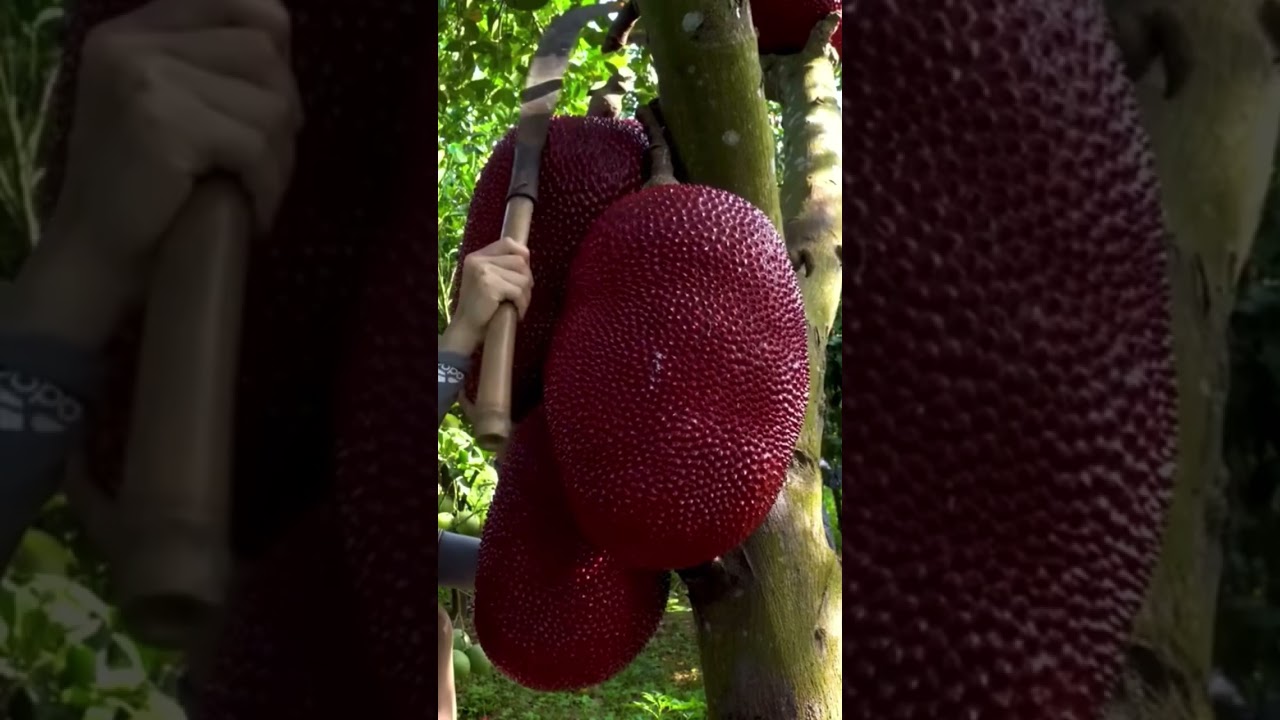Enjoying life in countryside #harvesting #fruit /red jackfruit #satisfying #natural #nature