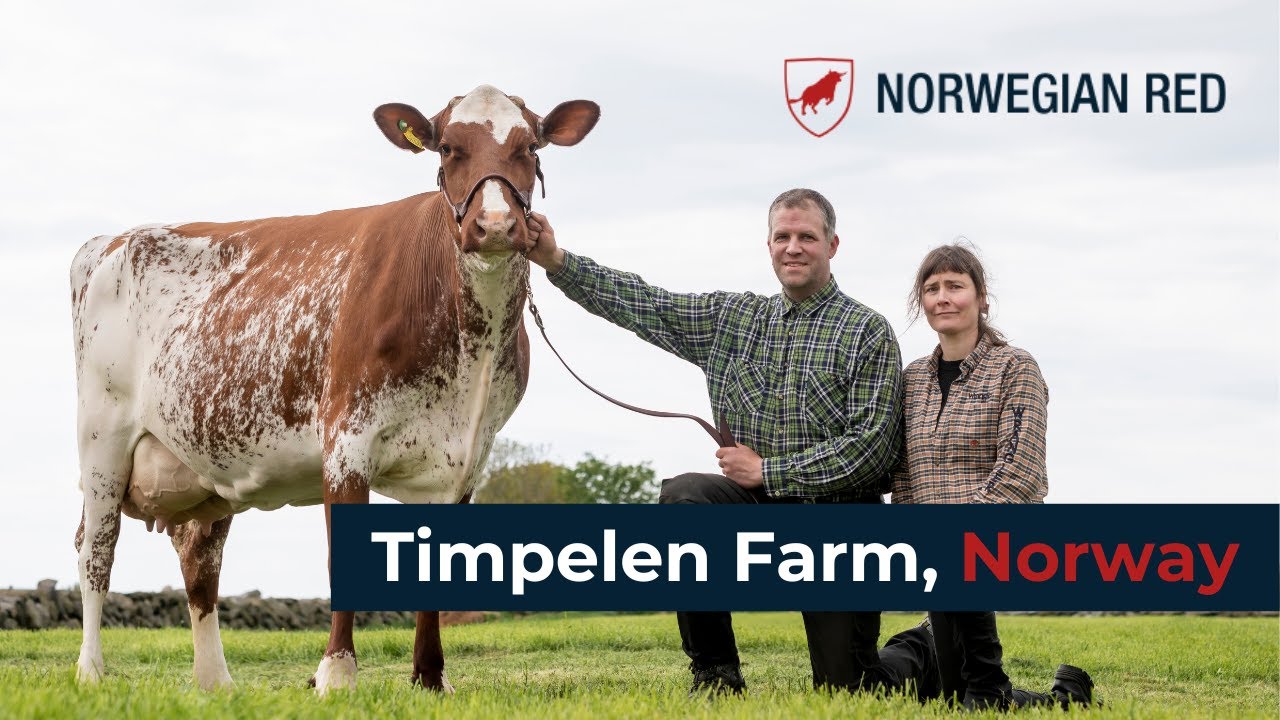Lars Timpelen on the benefits of Norwegian Red for seasonal calving systems in Norway