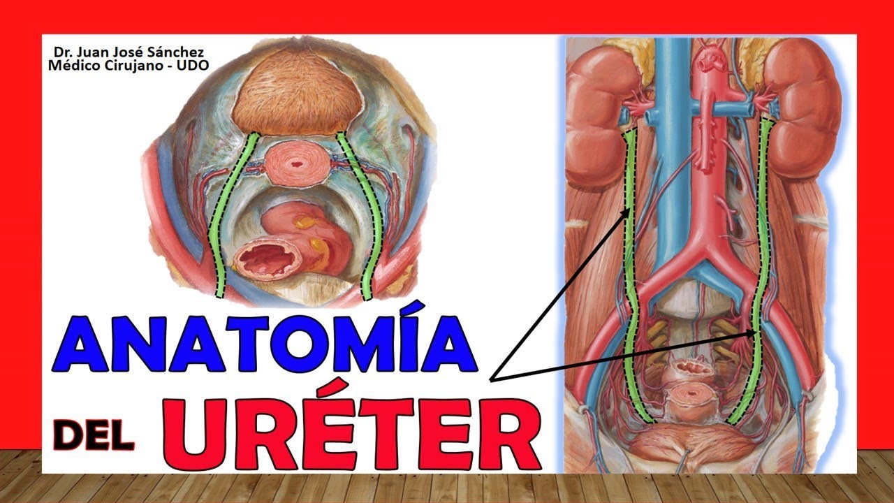 🥇 Anatomía de LOS URÉTERES. ¡Fácil Explicación!