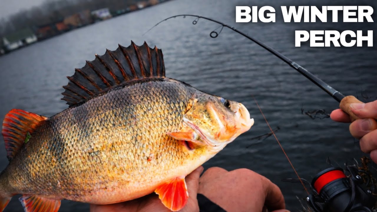 Chasing MONSTER Perch Across the Netherlands | Winter Lure Fishing