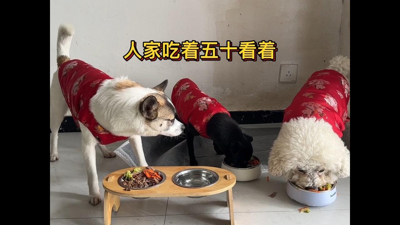 收养的三只流浪狗难得一起吃饭，哪曾想吃到一半，丢丢又想吵架