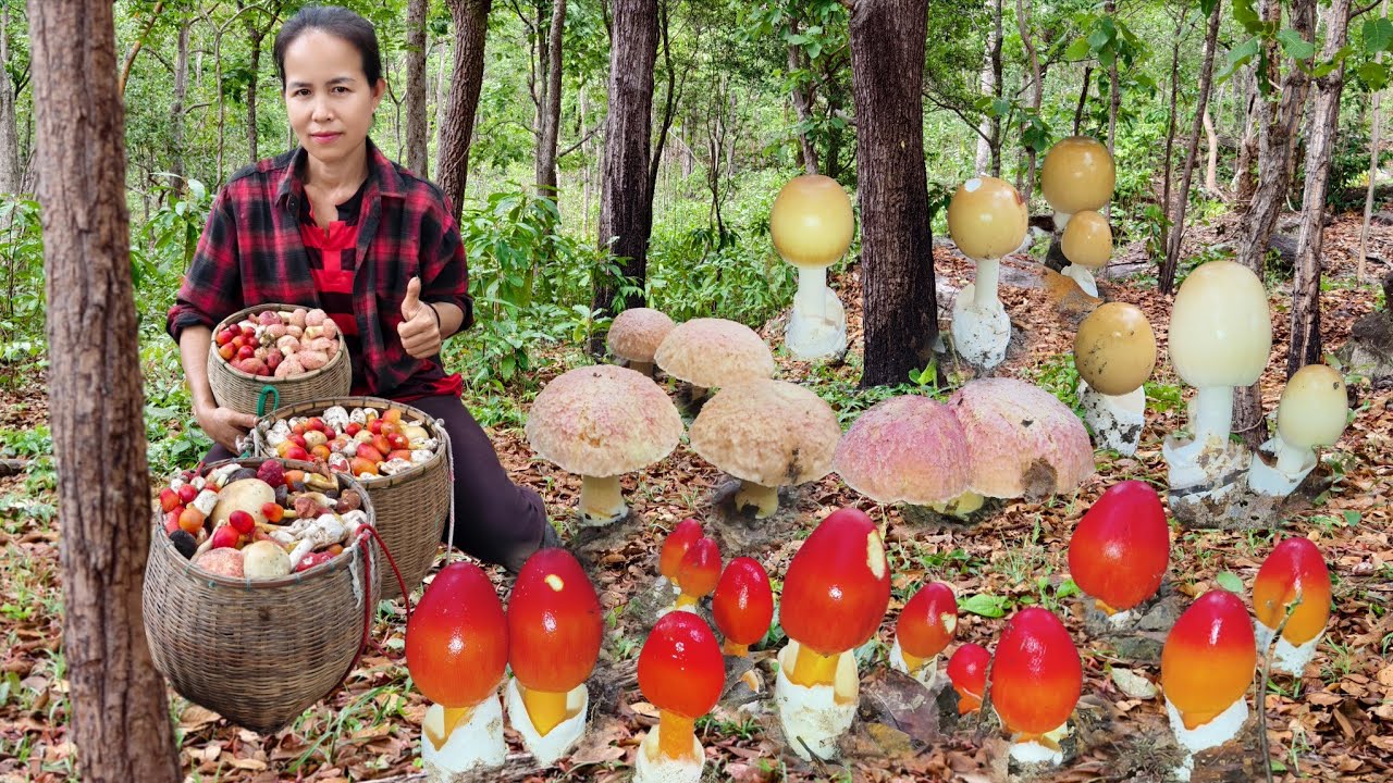 ปีนภูสูงหมาน3ตะกร้า!บดดินระโงกผึ้งข้าวสารพัดเห็ดเหลือ!!หาบจ้ามีเเต่สวยๆหมานๆๆๆ🍄🍄🍄29/5/68