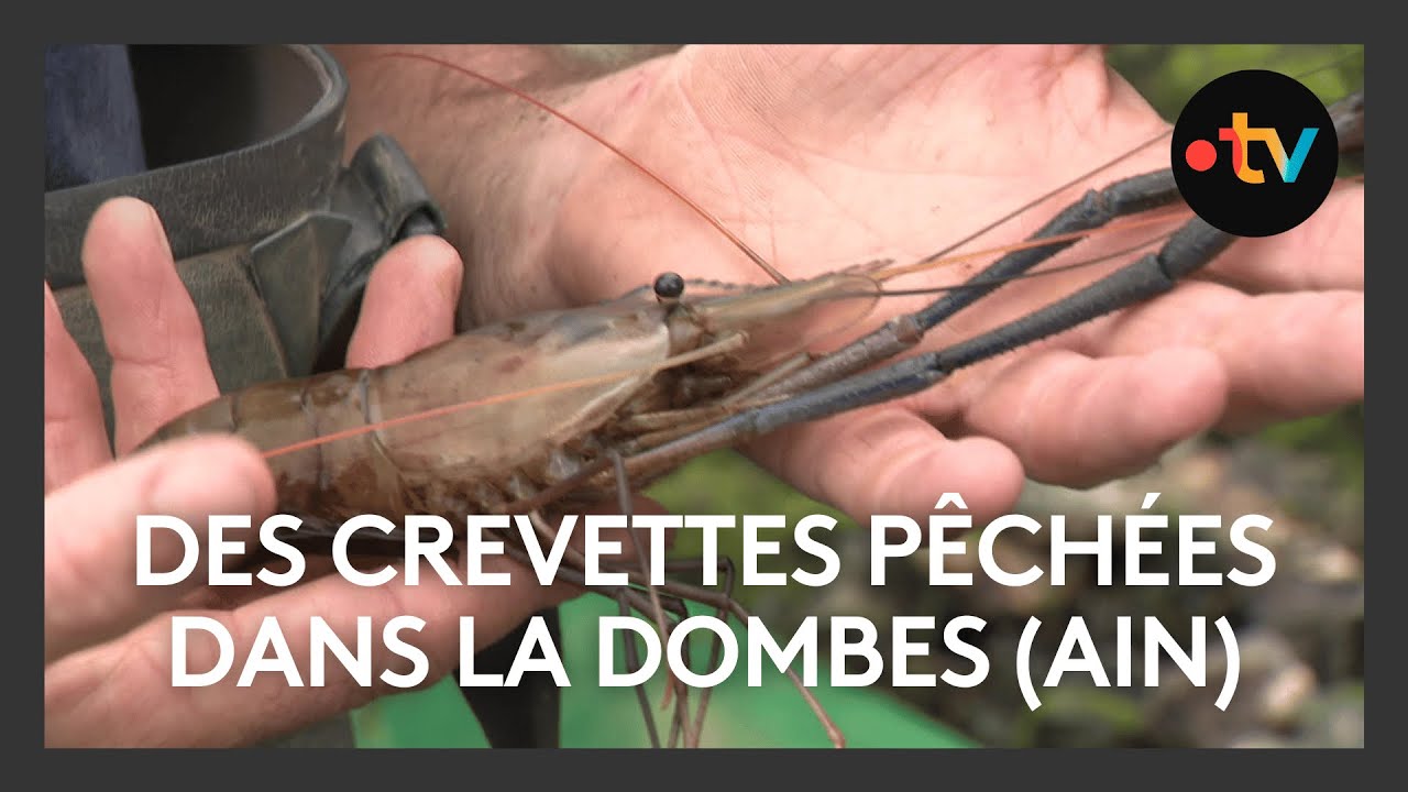 Des crevettes p&ecirc;ch&eacute;es dans la Dombes (Ain)